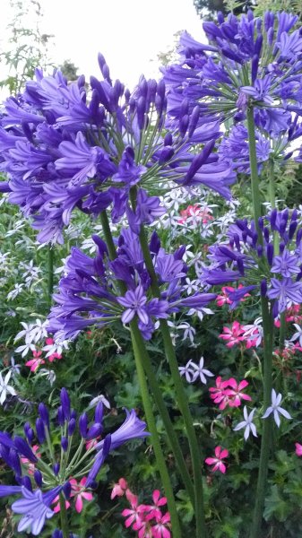 Agapanthe de mon jardin.Muriel Godet